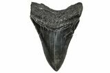Serrated, Fossil Megalodon Tooth - South Carolina #333630-1